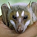 Mindoro Stripe-Faced Fruit Bat