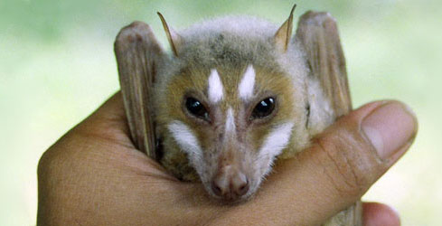 Mindoro Stripe-Faced Fruit Bat Mindoro Stripe-Faced Fruit Bat