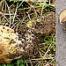 Mushroom From Silwood Campus