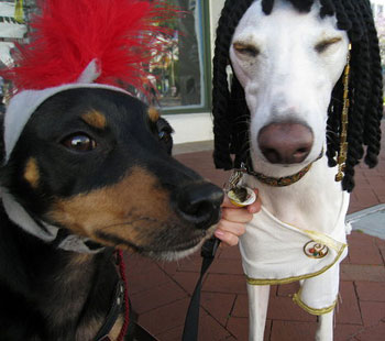 Out and About: Santa Barbara's Big Dog Parade 