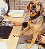 Is Your Office Celebrating Take Your Dog to Work Day?