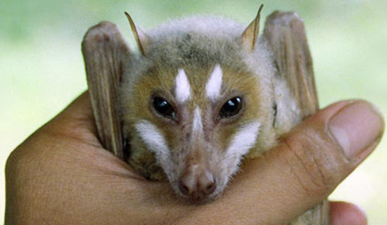 Top 10 New Species Top 10 New Species