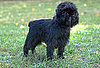 Results: Dog Breeds That Make You Giggle!
