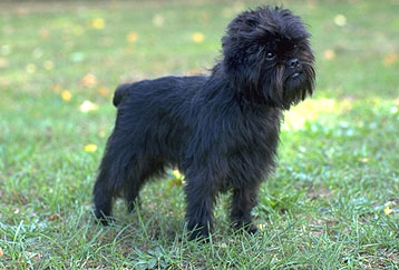 Results: Dog Breeds That Make You Giggle! Results: Dog Breeds That Make You Giggle!