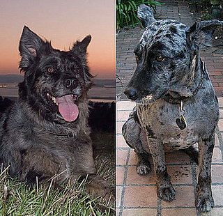Do Tell: Communication Issues With a Groomer?