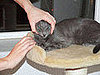 To the Rescue: Getting Kitty to Take a Pill