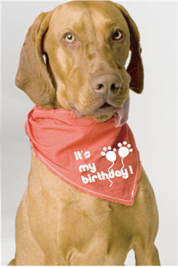 Simple Outfit Changes Get Him Noticed on Birthday Walks! 