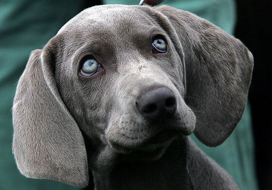 Guess What Breed