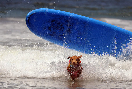 Watch Out for the Longboard, Short Dog Watch Out for the Longboard, Short Dog