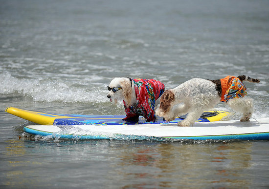 Welcome to the Surf Dog Competition