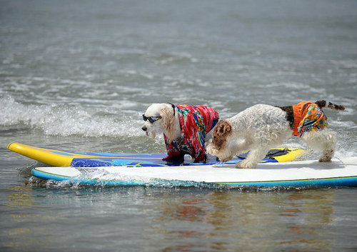 Welcome to the Surf Dog Competition Welcome to the Surf Dog Competition