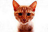 Do You Know Even More Wacky Cat Facts?