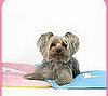 Pampered Pals: iCool Pet Mats