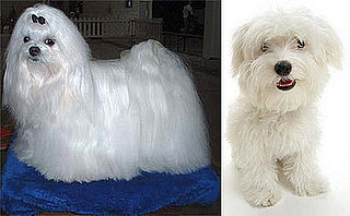 Do You Switch Up Your Pet's Hairdo For Summer?