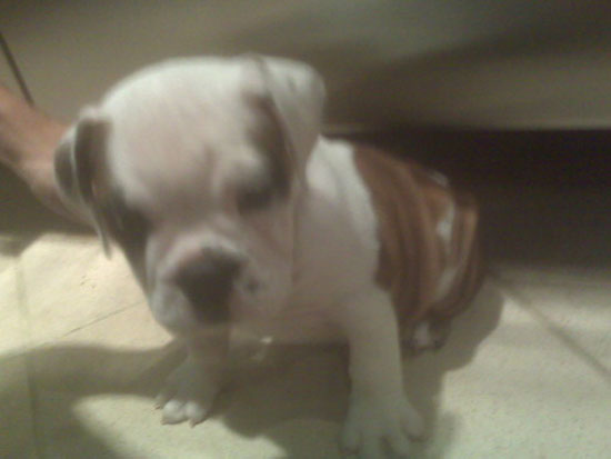 New Puppy Alert! Pete Wentz and Ashlee Simpson-Wentz New Puppy Alert! Pete Wentz and Ashlee Simpson-Wentz