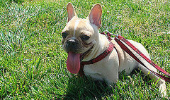 Mythbuster: Droopy Dog Tongues Don't Always Denote Thirst Mythbuster: Droopy Dog Tongues Don't Always Denote Thirst