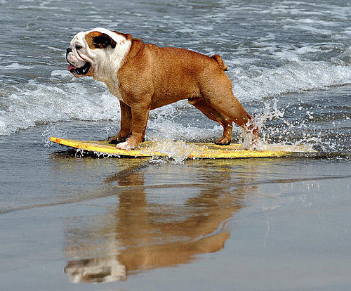 Surf's Up, Dogs!