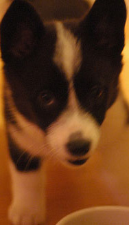 Sushi: Pet of the Week Sushi: Pet of the Week
