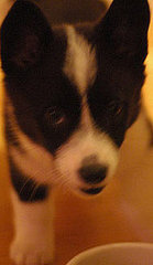 Sushi: Pet of the Week