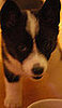 Sushi: Pet of the Week