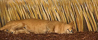 Five Fun Zoo Cams to Keep You Occupied!