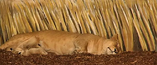 Five Fun Zoo Cams to Keep You Occupied!