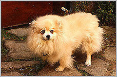 Memories of Minnie: Sharon Osbourne's Pom Passes Memories of Minnie: Sharon Osbourne's Pom Passes