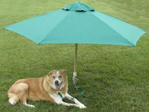 Pampered Pals: PetBrella