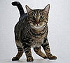 Are Your Pets Scared of Fireworks?