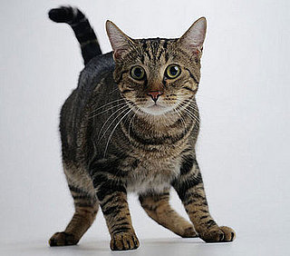 Are Your Pets Scared of Fireworks?