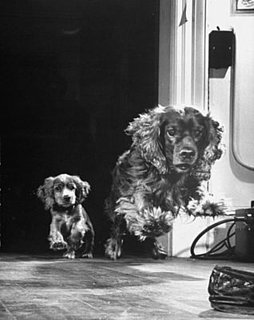 Guess What Breed?