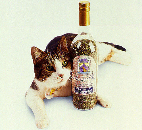 Is Your Cat Crazy For Catnip?
