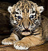 Moving Endangered Species to Save from Global Warming?