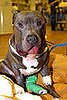 The Scoop: Dog Survives Rattlesnake Bite in Bronx