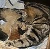 Baby Red Panda Dies, Mama Cat's Kittens Survive