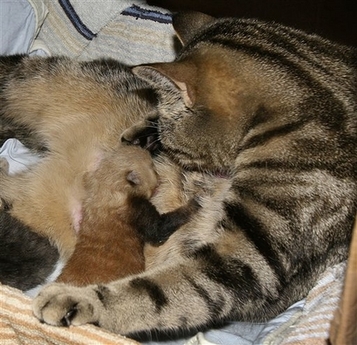 Baby Red Panda Dies, Mama Cat's Kittens Survive