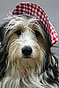 J'Aime Les Chiens . . . Do You Love Dogs, Too?