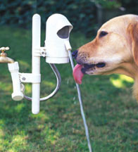 Hydrate Fido With WaterDog