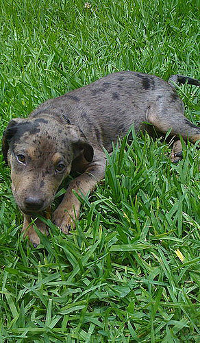 Pet Pic of the Day: Do You Know What Kind of Dog Dante Is?