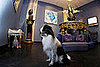 Do Tell: What Do You Love About Your Boarding Facility?