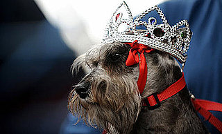 Who's Crowned Miss Canine Costa Rica?