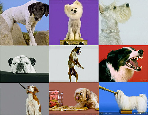 Greatest American Dog: Which Dog Expression Was Best?