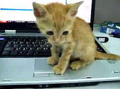 Do Tell: Are Your Cats Computer Obsessed?