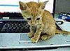 Do Tell: Are Your Cats Computer Obsessed?