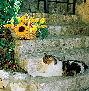 I Need Your Help . . . Noisy, Nosy Cats Want Out