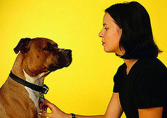 Dog Days of Summer: Do You Know the Danger of Mosquitoes? Dog Days of Summer: Do You Know the Danger of Mosquitoes?