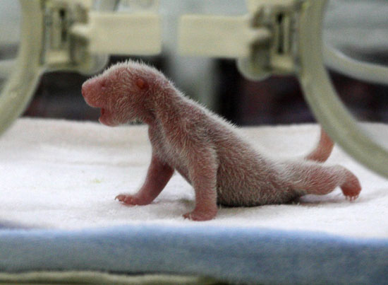Guess What Animal? Guess What Animal?