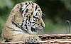 Creature Features: Siberian Tigers