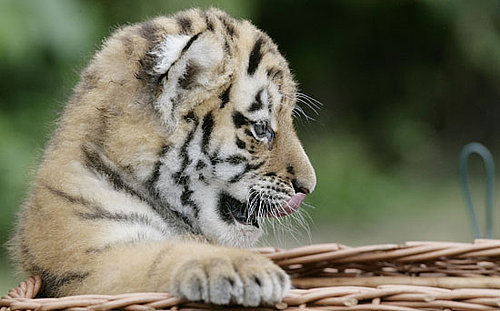 Creature Features: Siberian Tigers