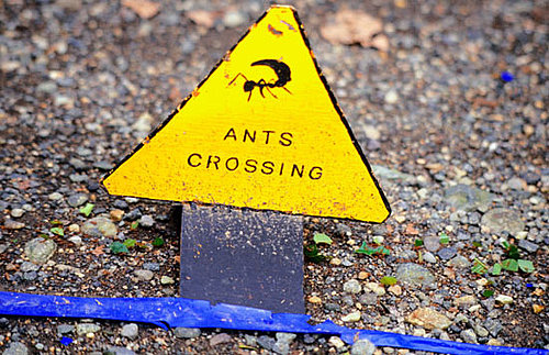 I Need Your Help . . . Ant Invasion!